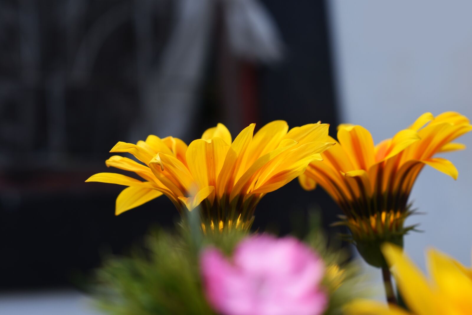 Nikon D3400 sample photo. Flower, contrast, sunflower photography