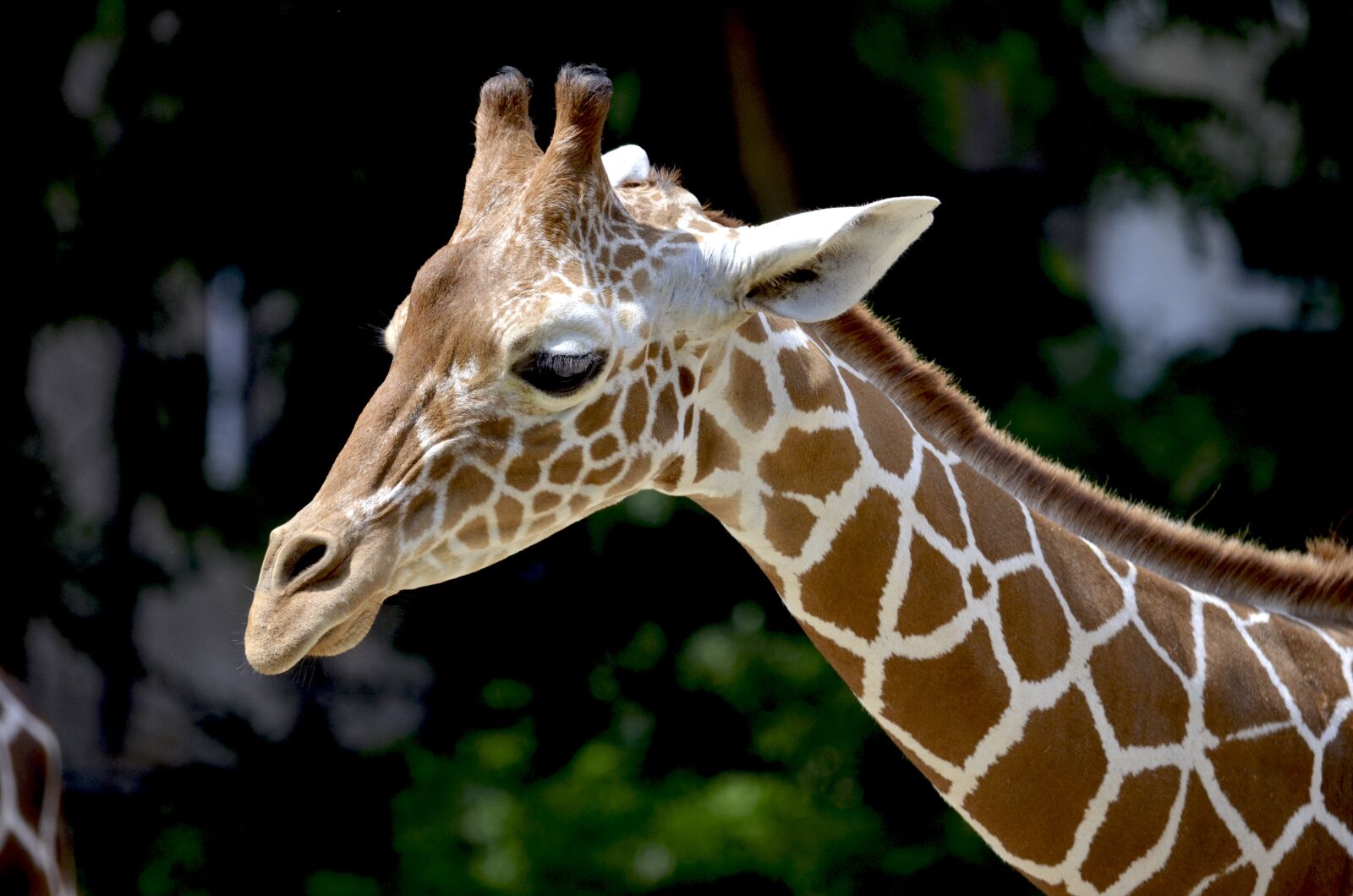Nikon D5100 sample photo. Giraffe, reticulated giraffe, neck photography