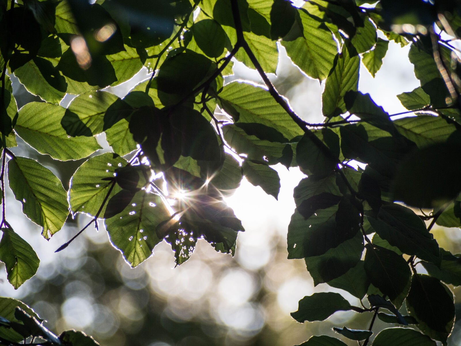 Olympus PEN E-PL5 sample photo. Green, leave, tree, under photography