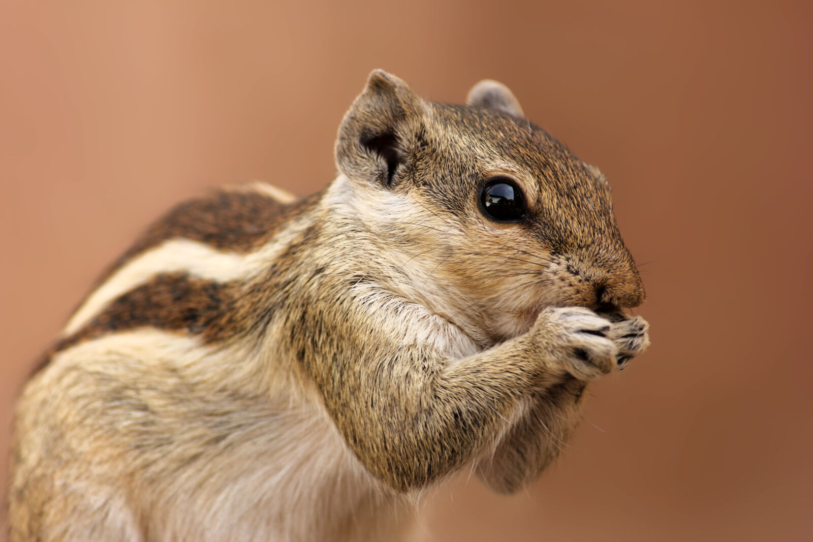 Canon EOS 600D (Rebel EOS T3i / EOS Kiss X5) sample photo. Brown, and, gray, squirrel photography