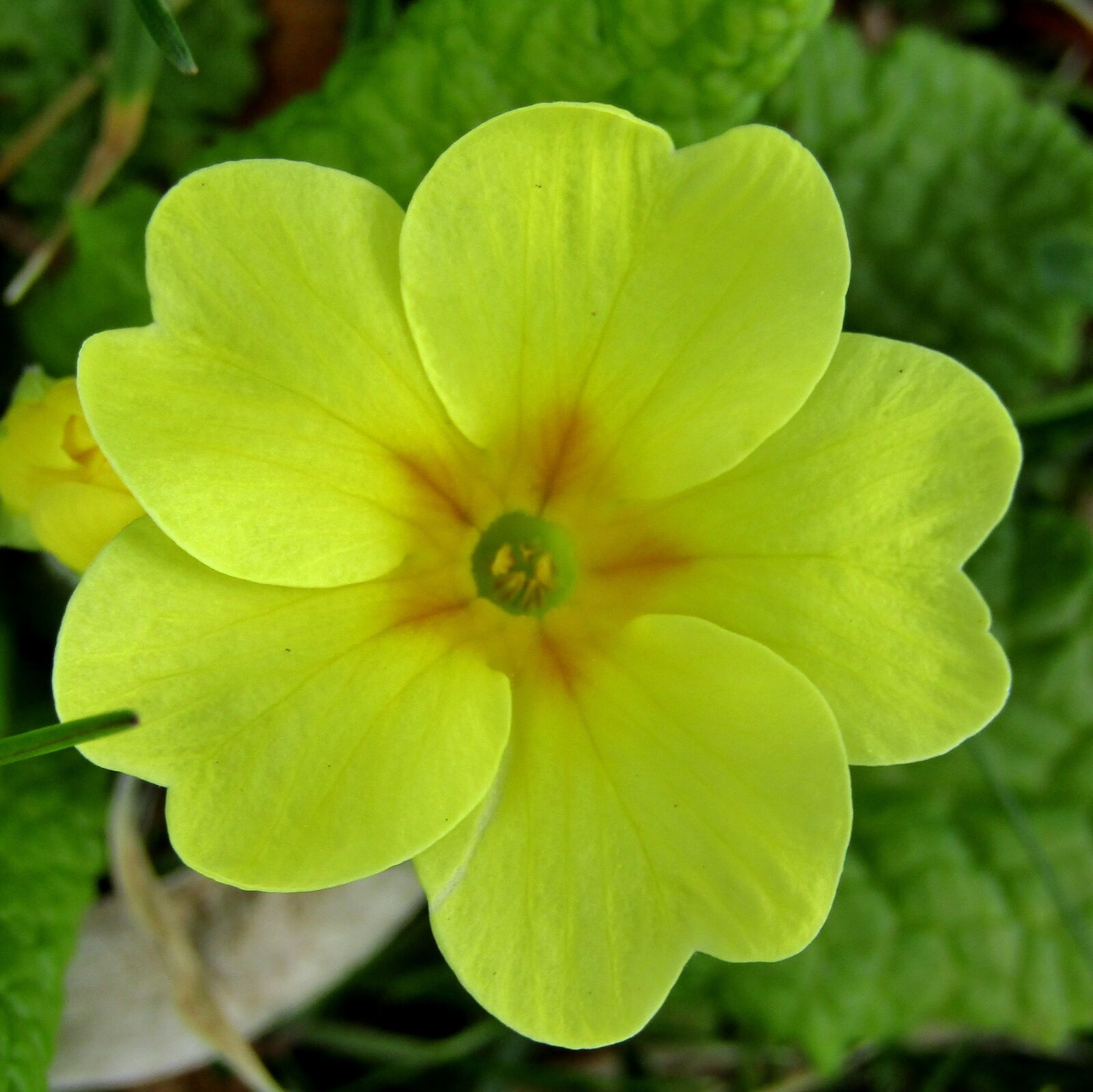 Canon POWERSHOT SX432 IS sample photo. Cowslip, spring, yellow photography