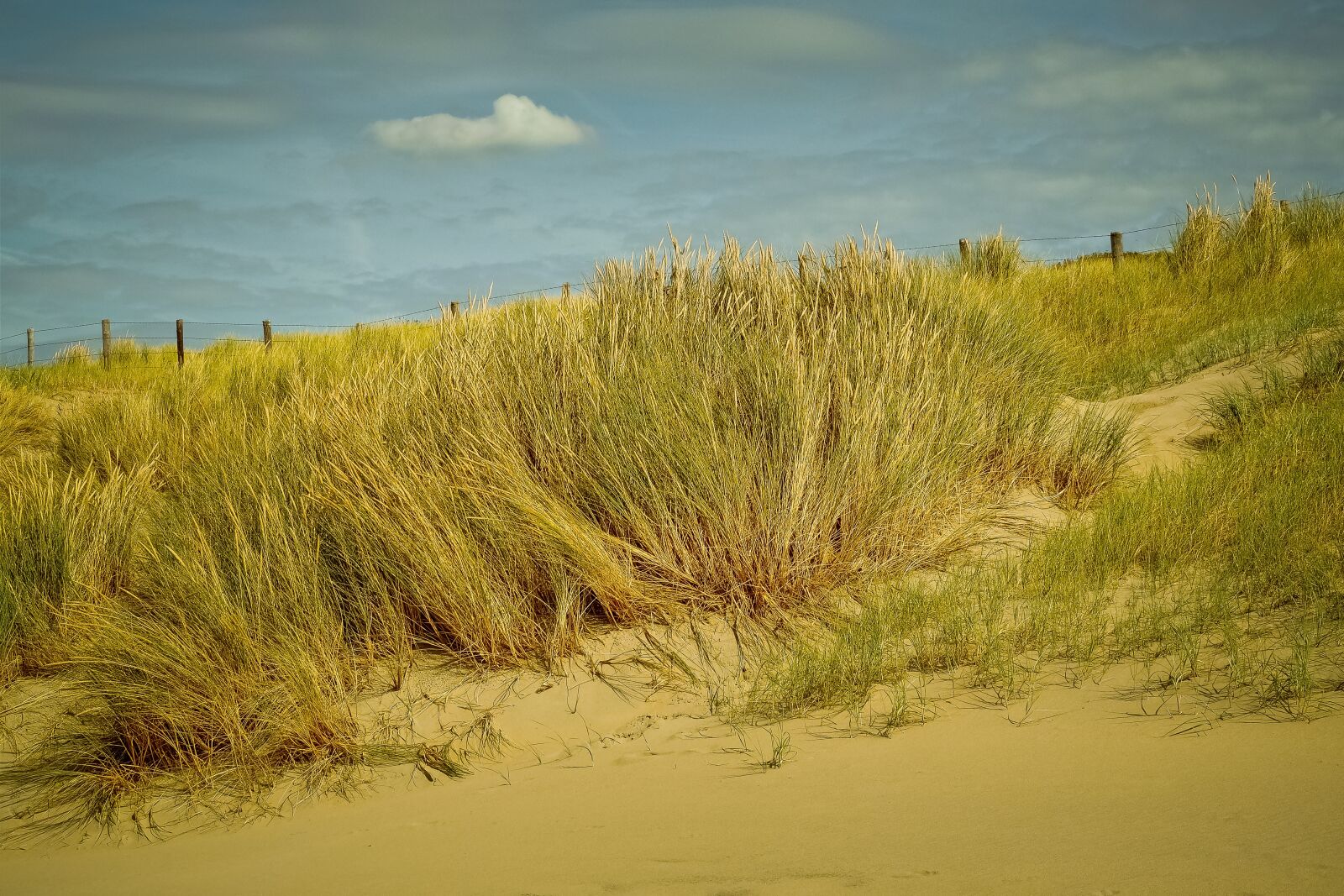 Olympus OM-D E-M10 sample photo. Dunes, beach, nature photography