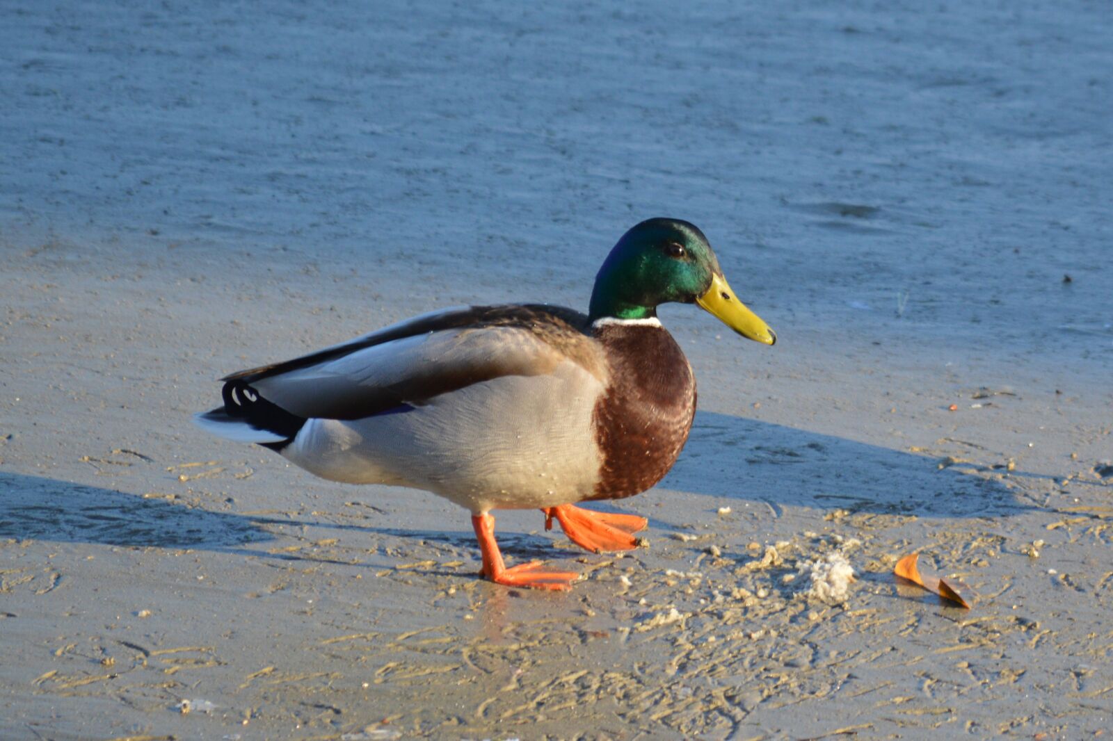 Nikon D3200 sample photo. Sea, croatia, natural photography