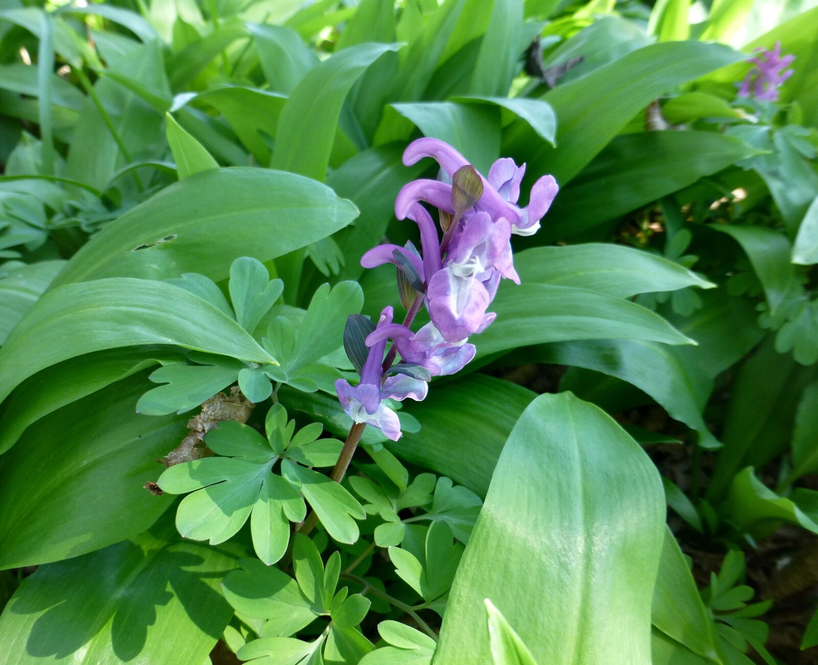 Panasonic DMC-TZ31 sample photo. Corydalis, purple, spring flower photography