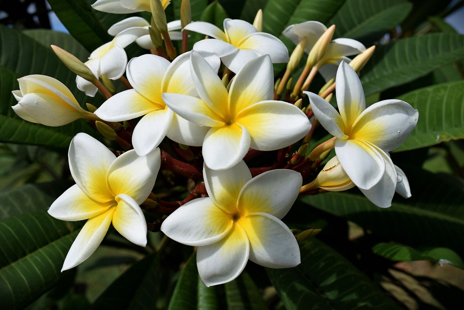 Nikon D5300 sample photo. Flowers, plant, nature photography