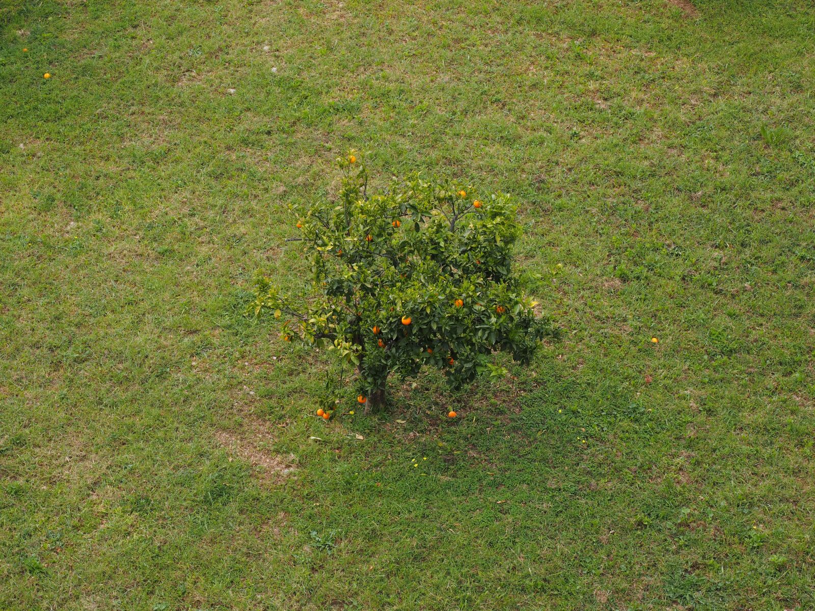 Olympus OM-D E-M1 + Olympus M.Zuiko Digital ED 12-40mm F2.8 Pro sample photo. Tree, orange tree, meadow photography