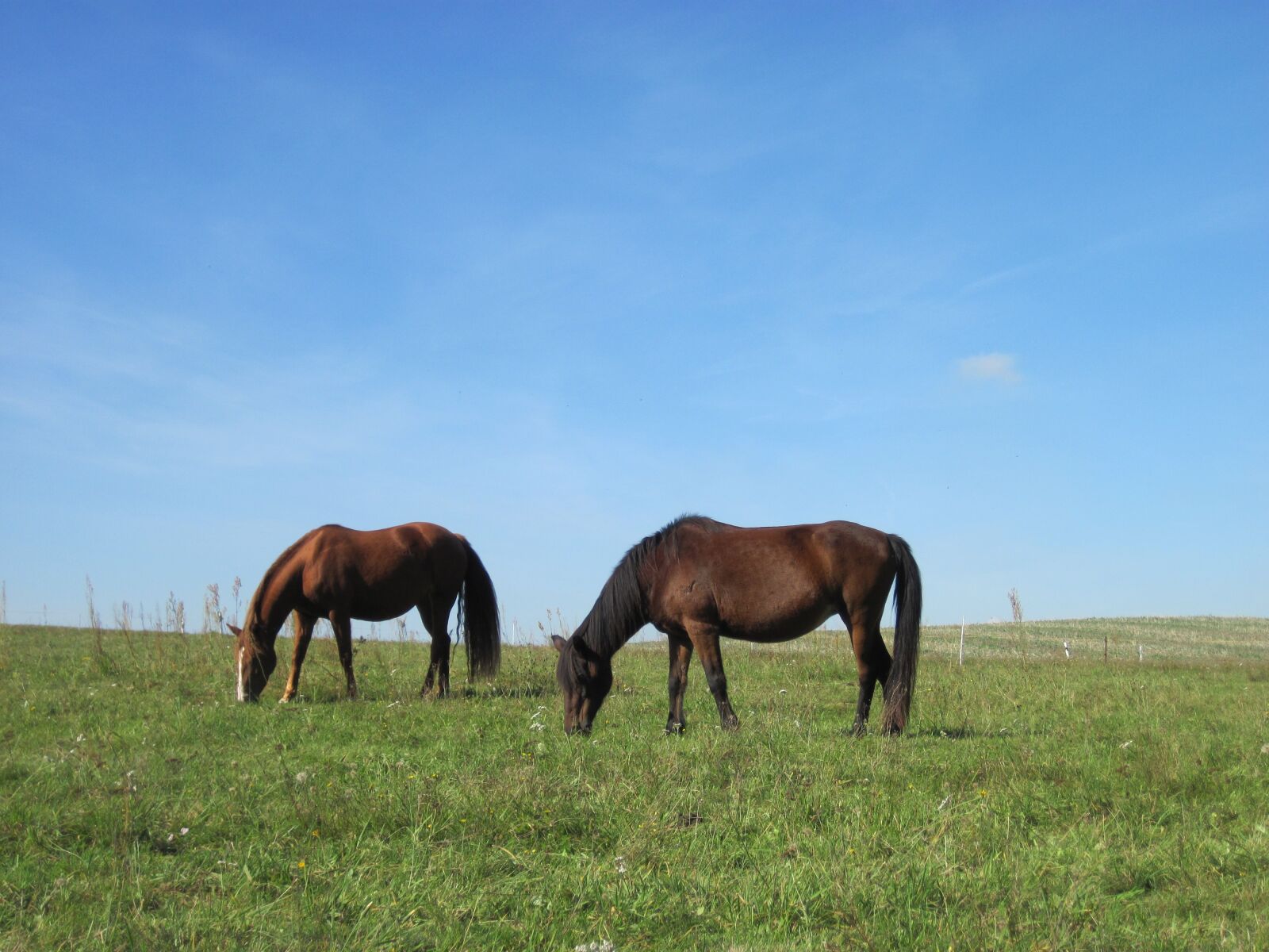 Canon PowerShot D10 sample photo. Ponies, graze, pasture photography