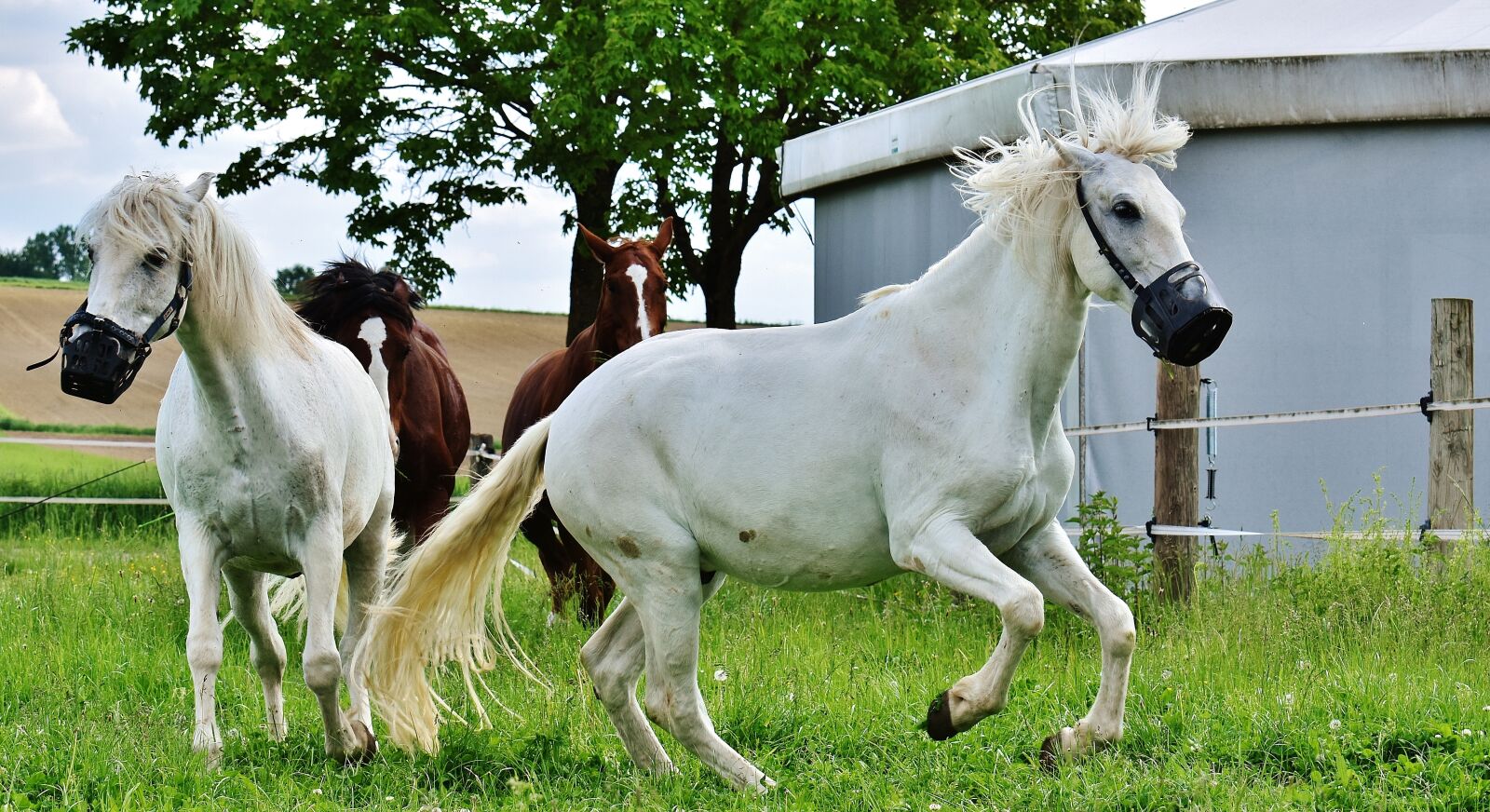 Nikon D7200 sample photo. Mold, horses, romp photography