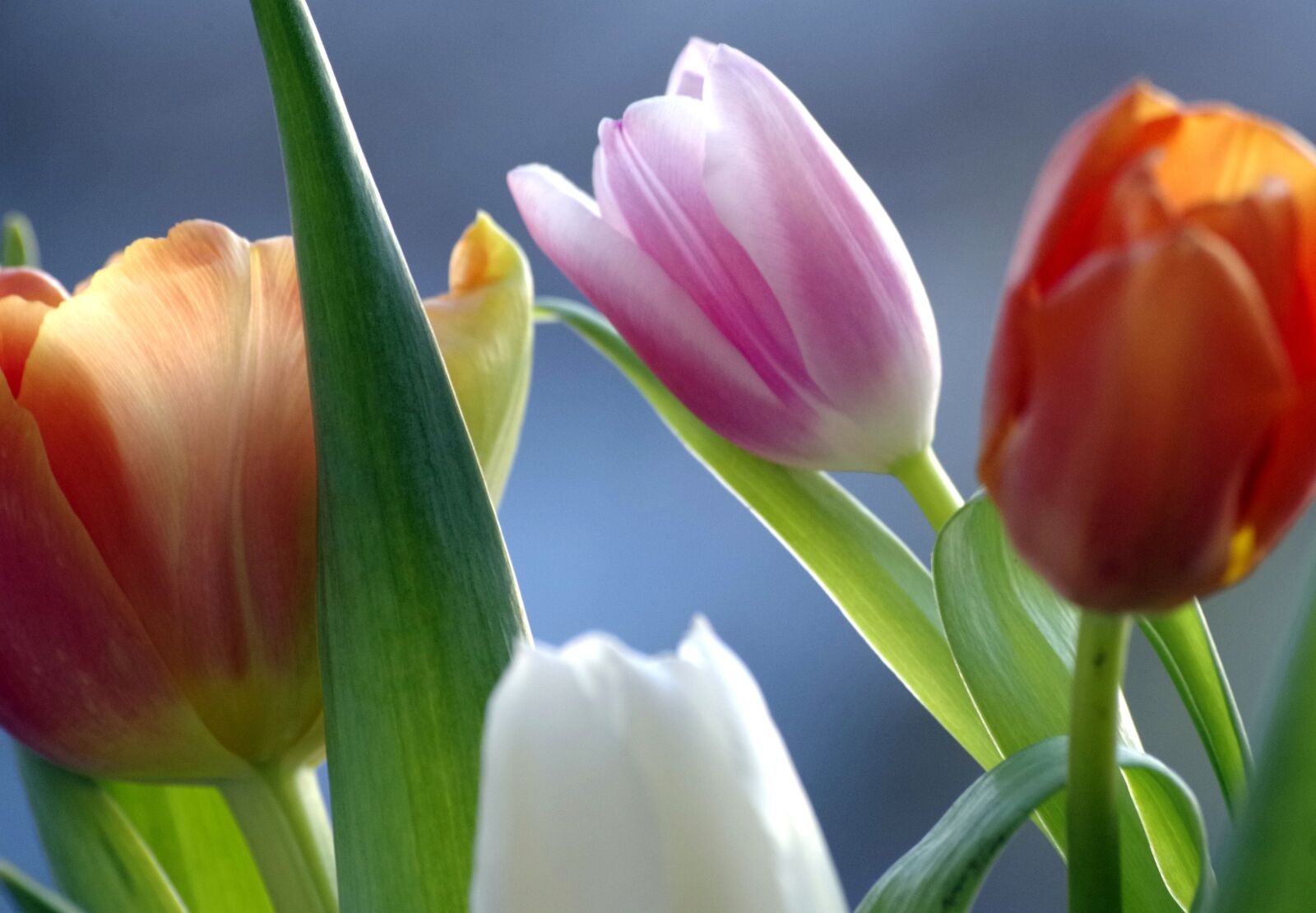 Pentax K-30 sample photo. Tulips, flowers, spring flowers photography