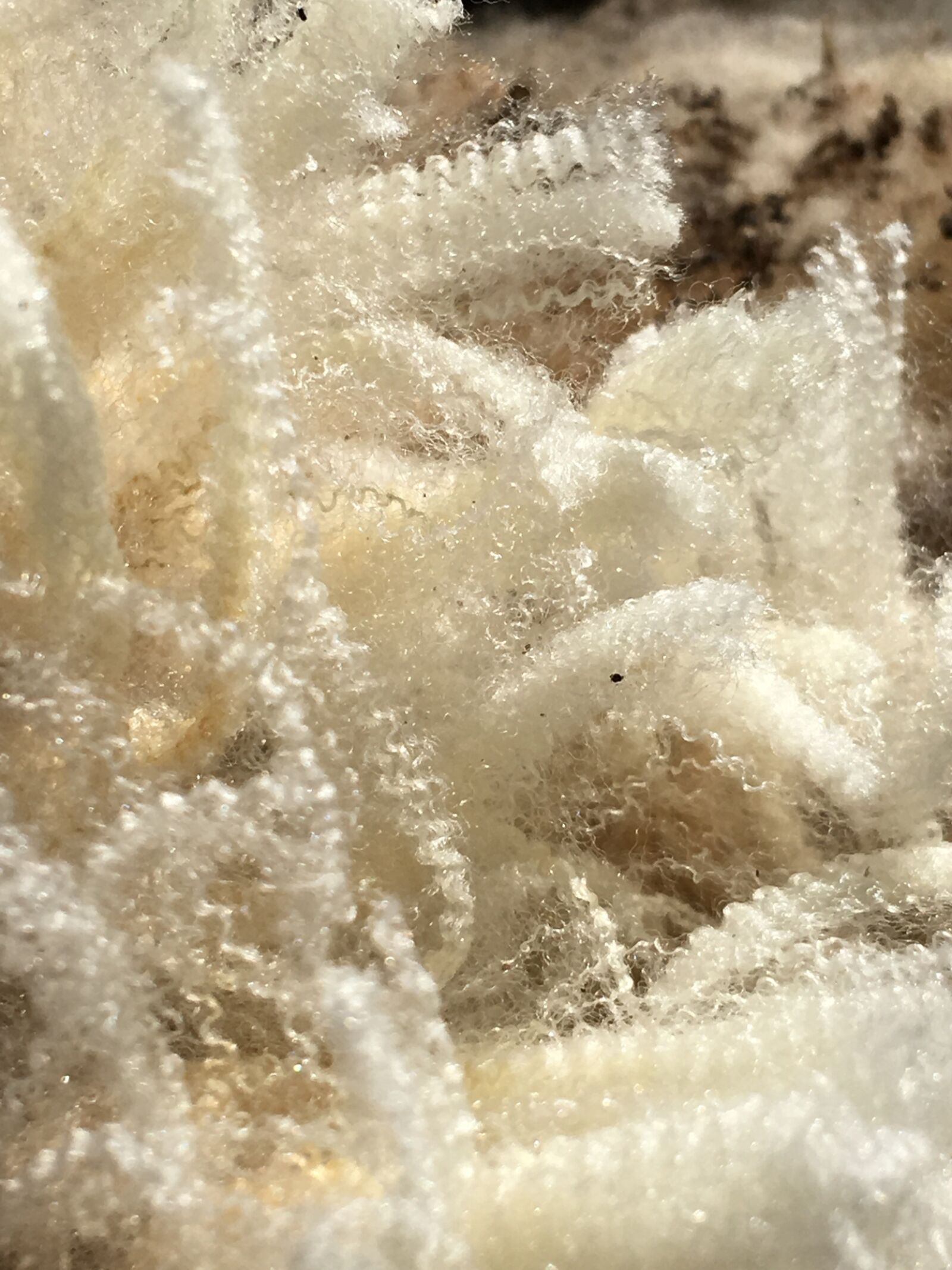 Apple iPhone 6s Plus sample photo. Wool, shorn, fleece photography
