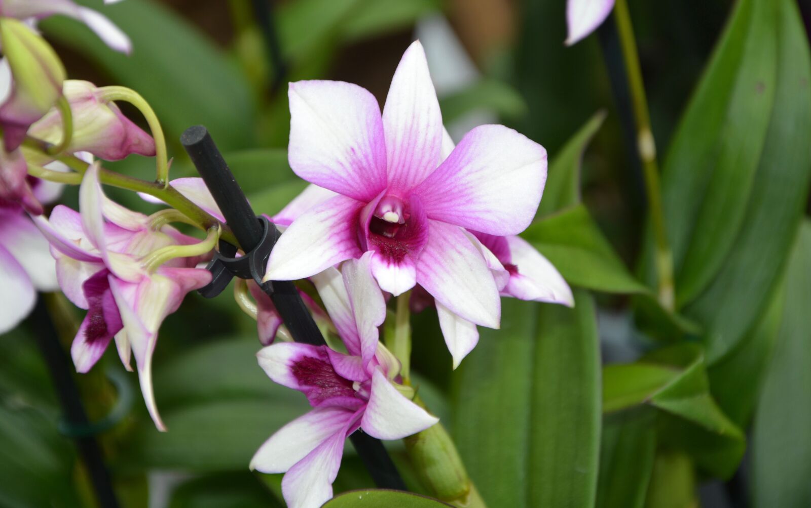 Nikon D5200 sample photo. Flower, flowers, pink parma photography