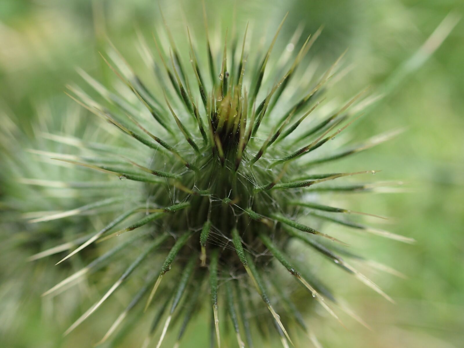 Olympus TG-3 sample photo. Thistle, flora, nature photography