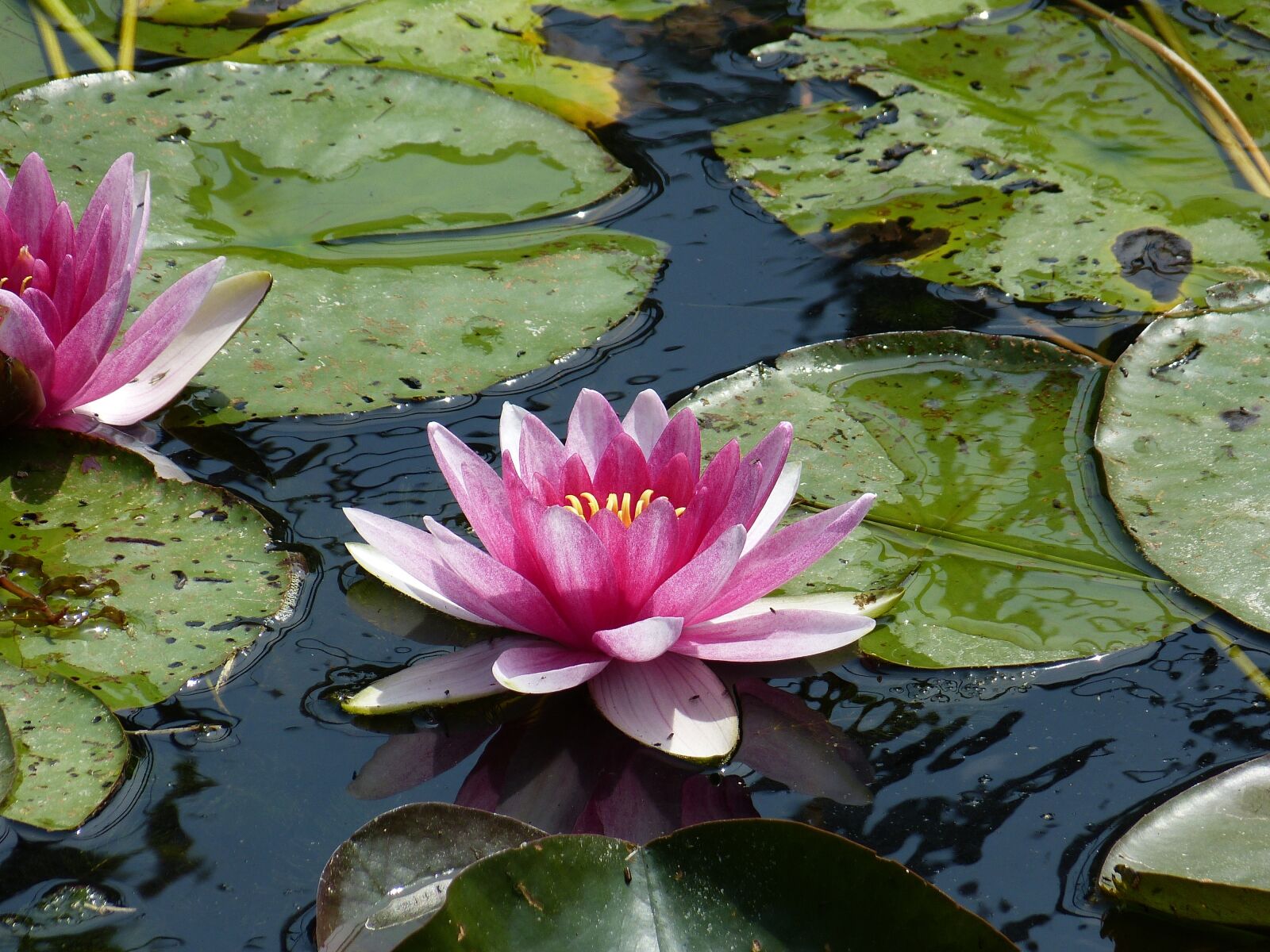 Panasonic Lumix DMC-FZ150 sample photo. Water lilies, flower, nature photography
