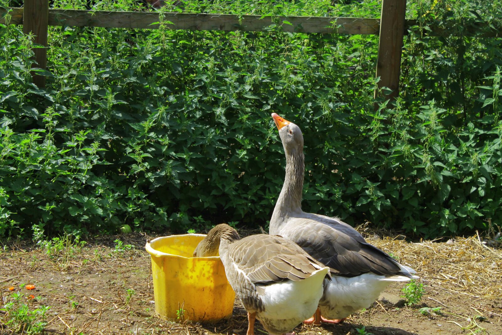 Canon EOS 1100D (EOS Rebel T3 / EOS Kiss X50) sample photo. Goose, geese, nature photography