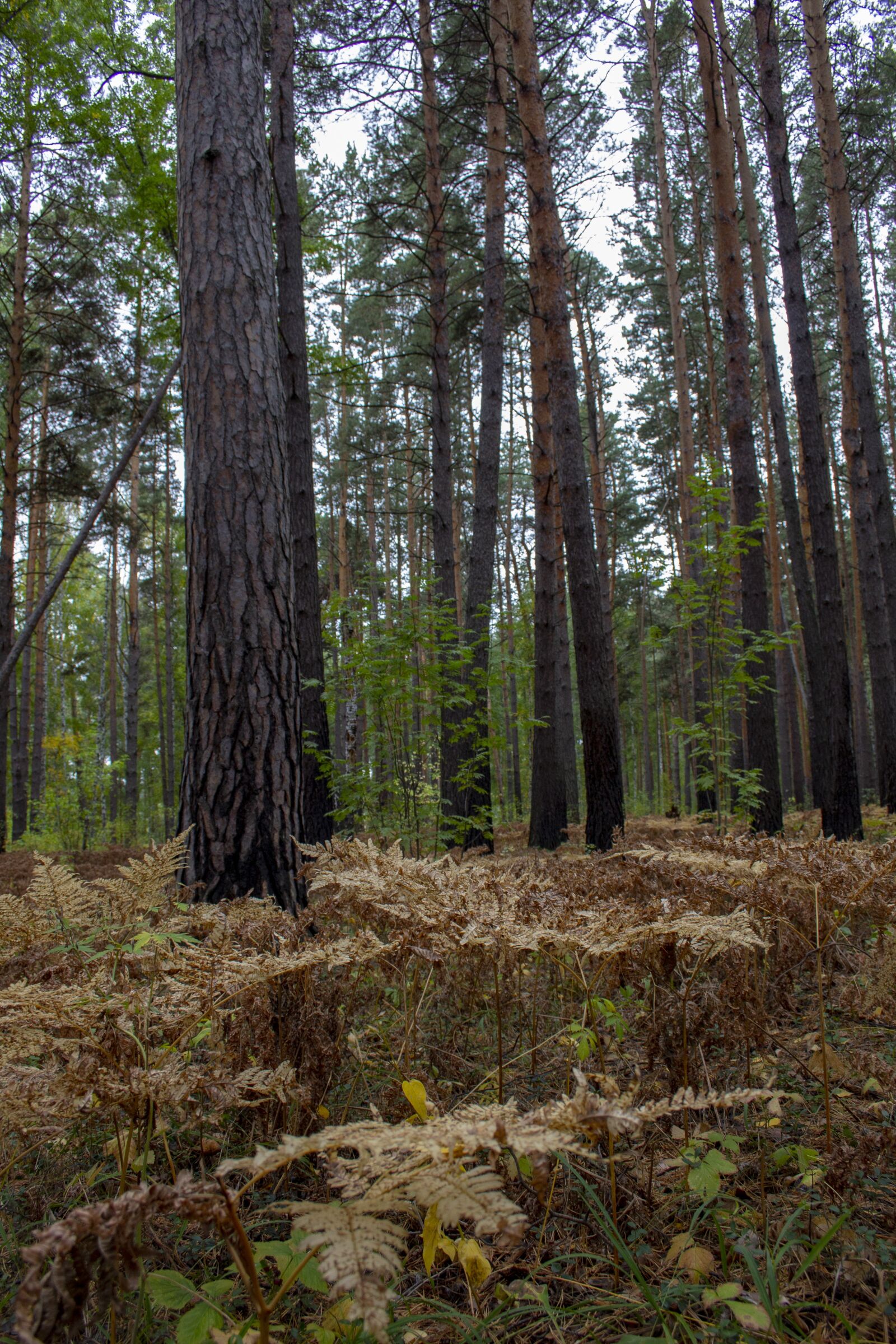 Canon EOS 60D + Canon EF-S 18-55mm F3.5-5.6 sample photo. Autumn, fall, field photography