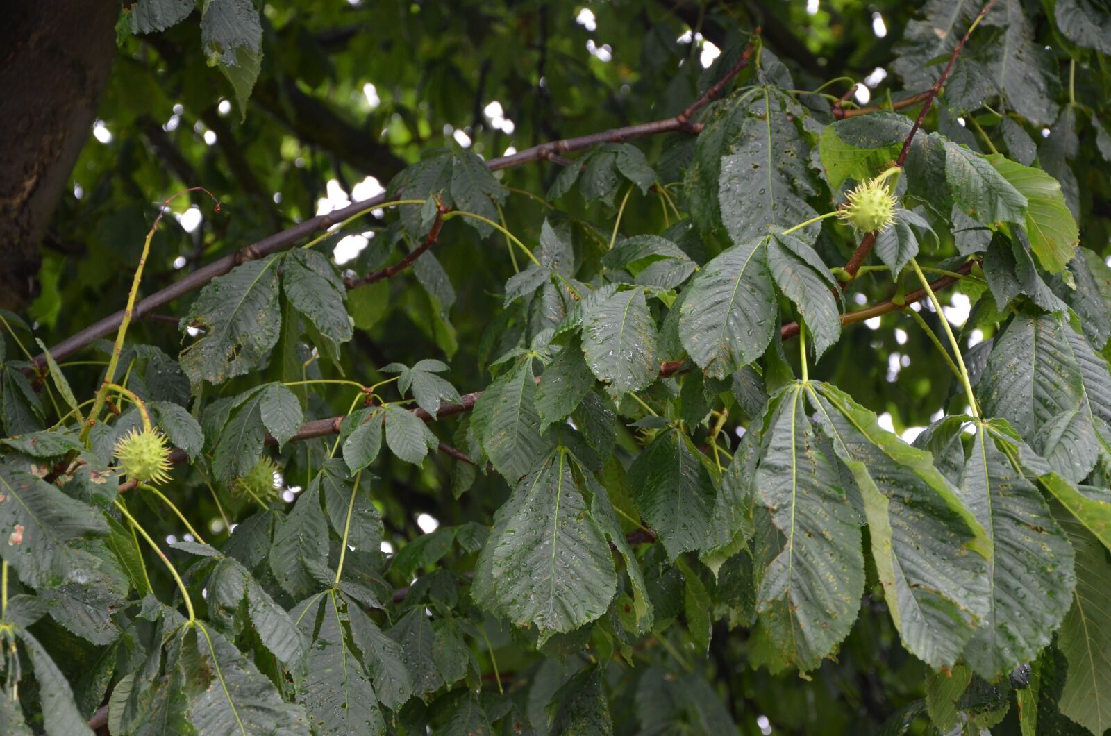 Nikon D5100 sample photo. Chestnuts, nature, september photography