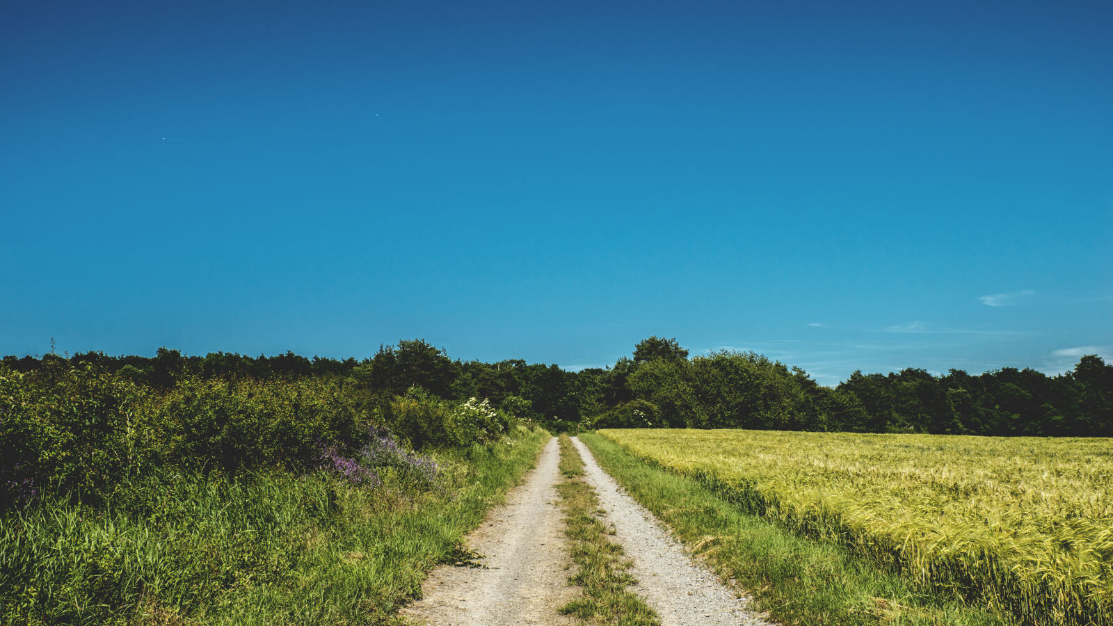 24-70mm F2.8-2.8 SSM sample photo. Agriculture, blue, sky, clear photography
