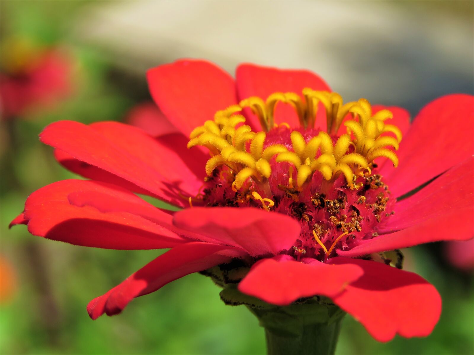 Canon PowerShot SX60 HS sample photo. Zinnia, flower, plant photography
