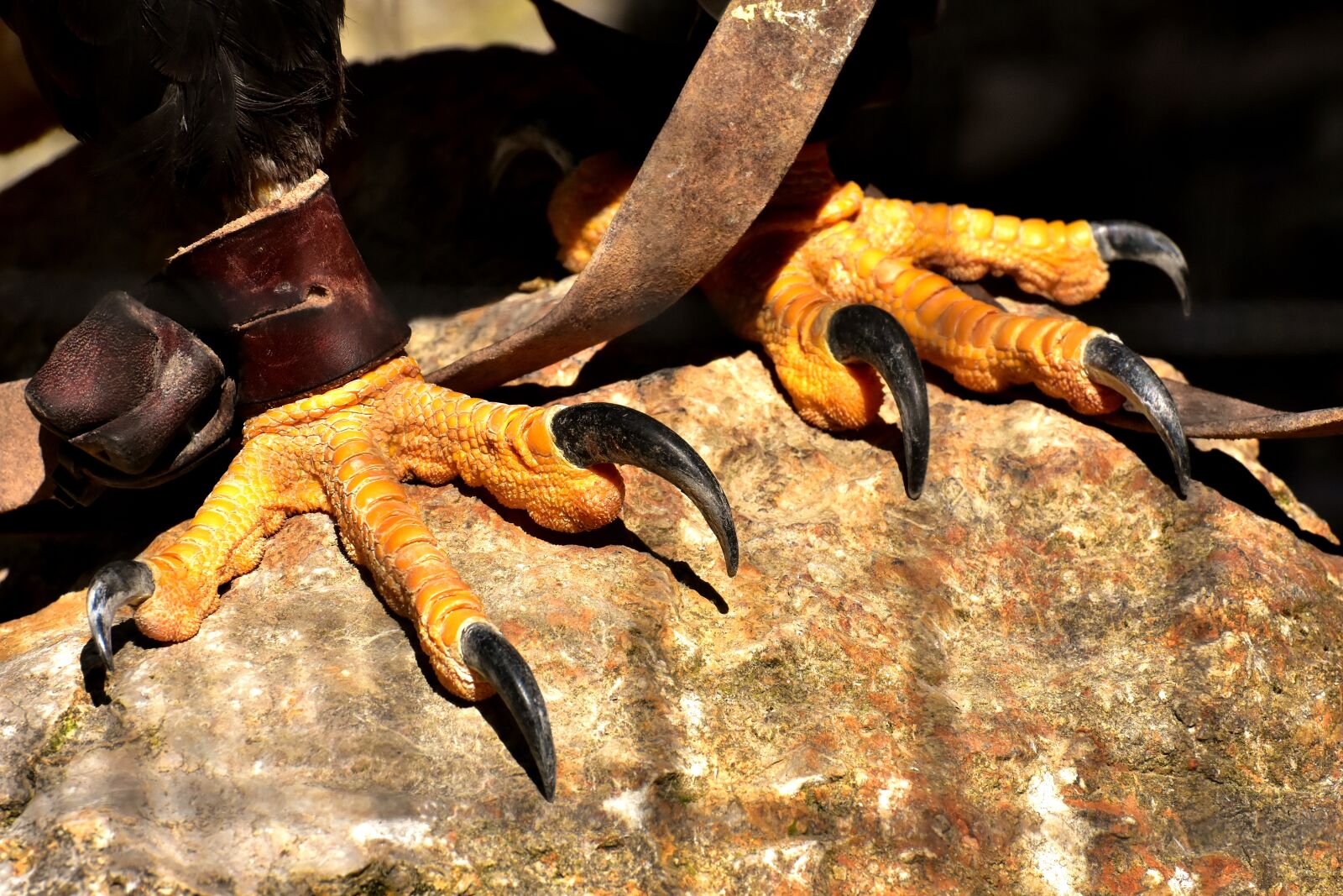 Nikon D7200 sample photo. Adler, bald eagle, feet photography