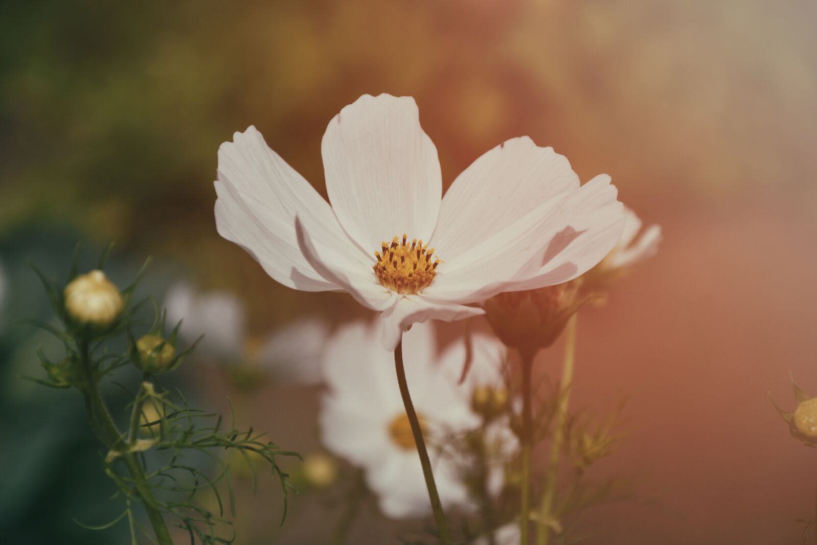 Nikon D3300 sample photo. Wallpaper, background, vintage camera photography