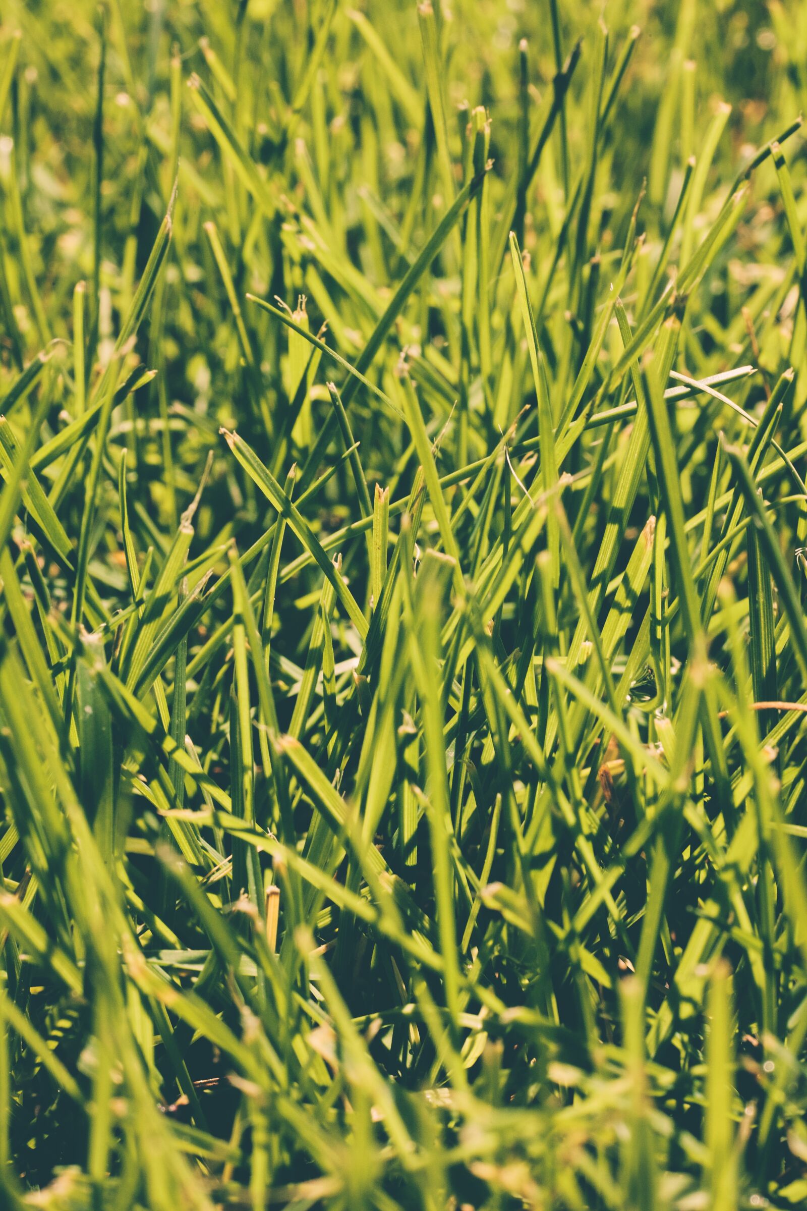Canon EOS 5D Mark II sample photo. Close-up, field, grass photography