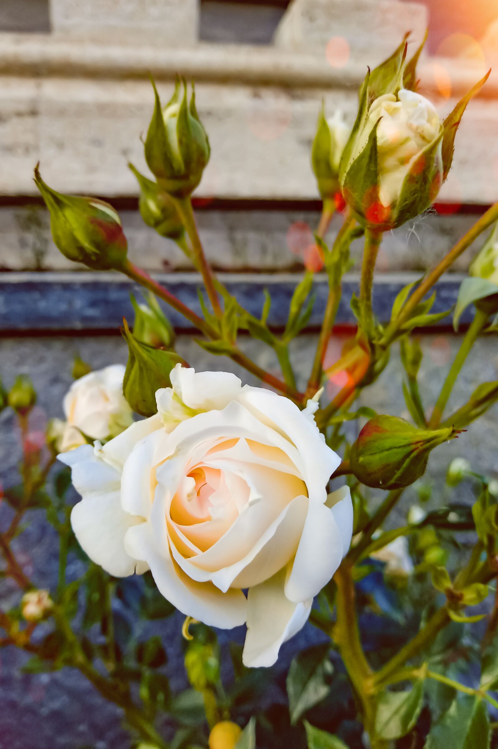 LG LM-X410.F sample photo. White rose, rosebuds, sunset photography