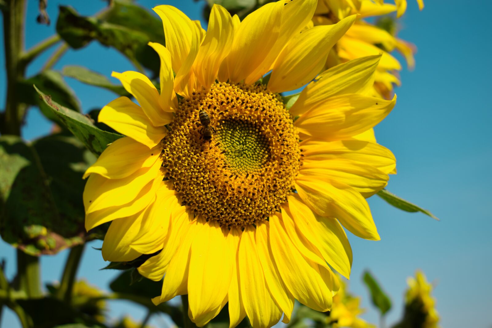 Nikon D3300 sample photo. Sunflower, summer photography