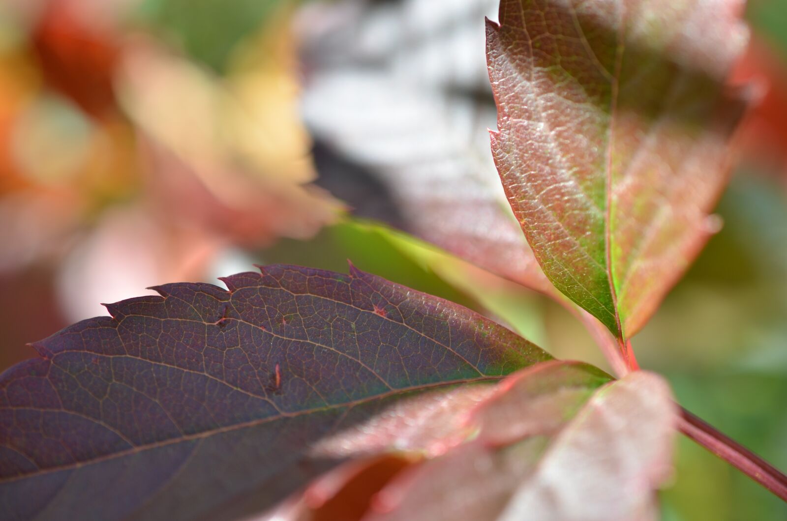 Nikon D7000 sample photo. Autumn, foliage, forest photography