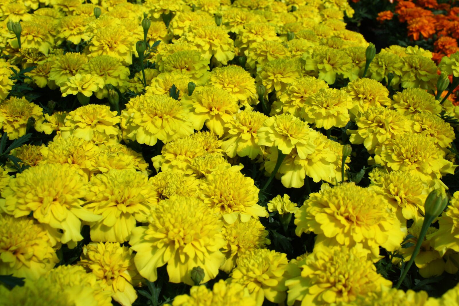 Canon EOS 1000D (EOS Digital Rebel XS / EOS Kiss F) sample photo. Flowers, plants, yellow photography