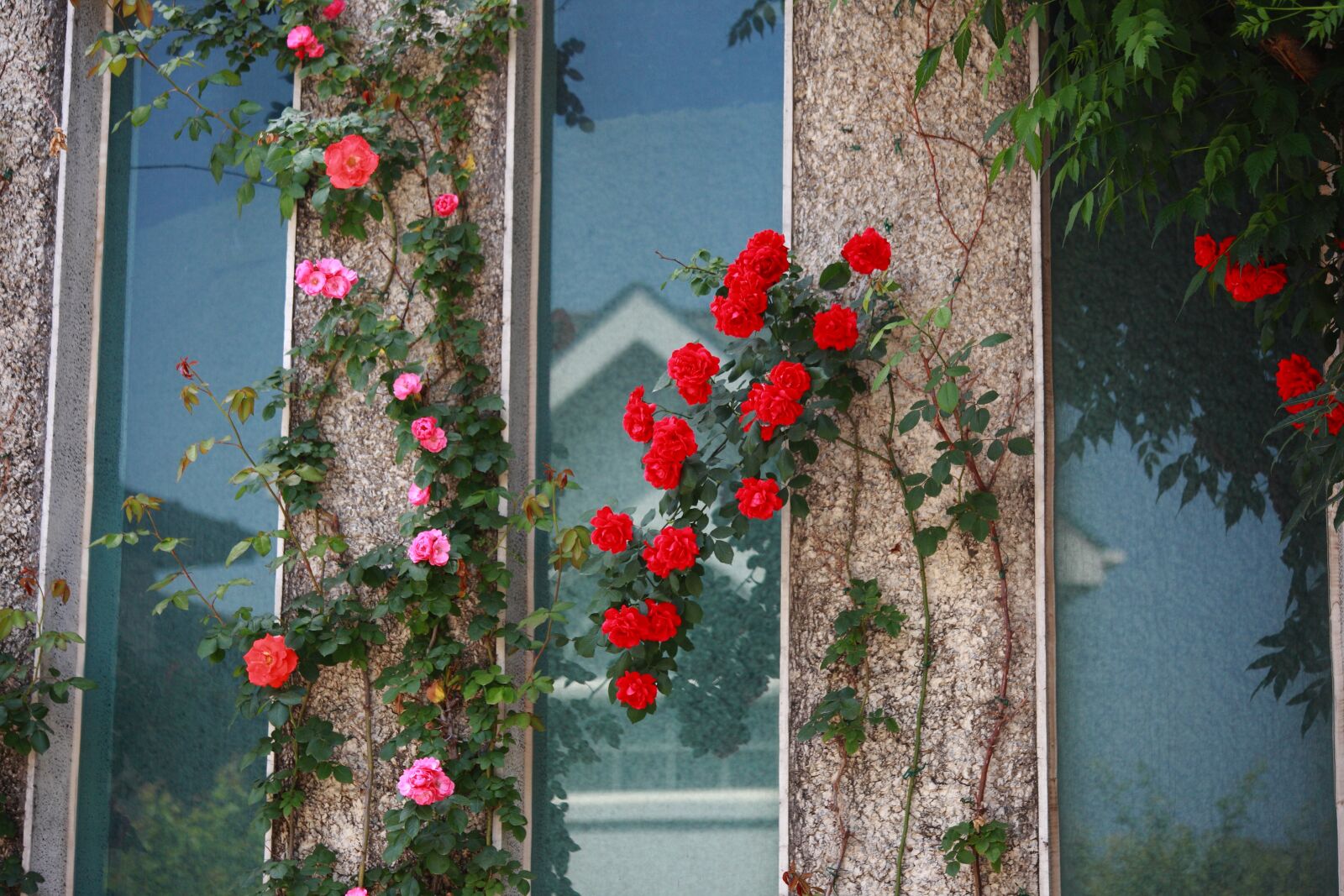Canon EOS 5D Mark II sample photo. Flowers, wood, home photography