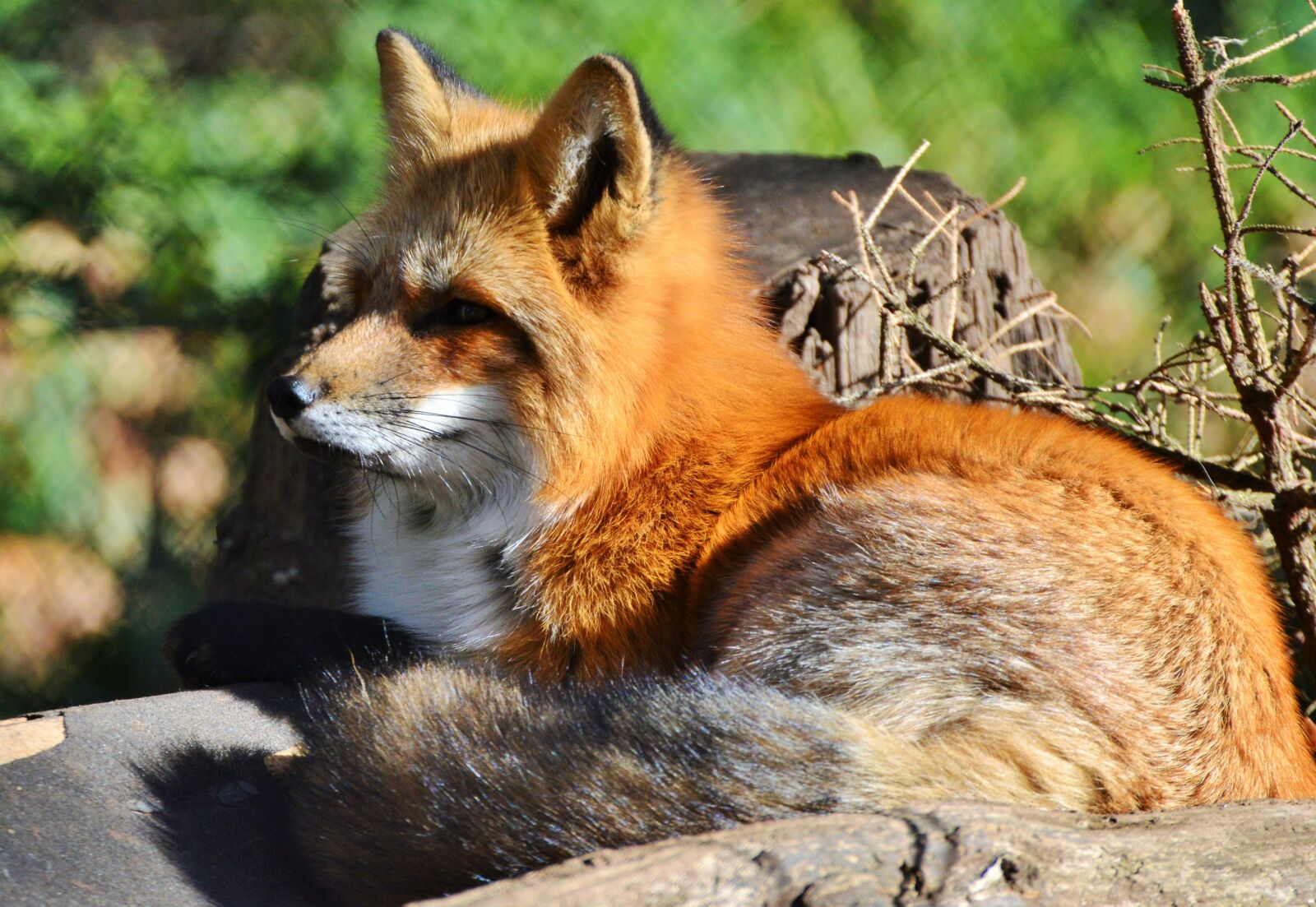 Nikon D3200 sample photo. Fuchs, red fox, predator photography