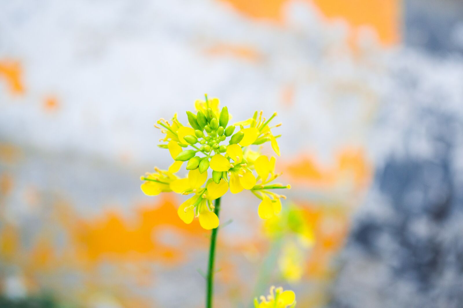 Nikon D3100 sample photo. Flower, micro, closeup photography