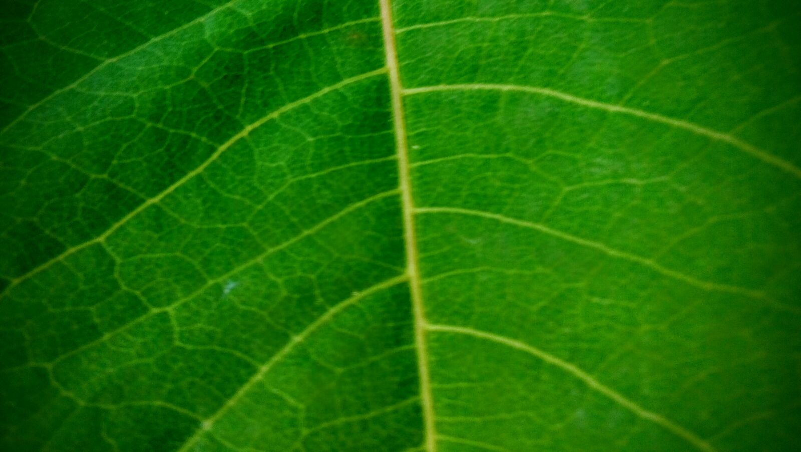 LG LBello sample photo. Green, leaf, hd, wallpaper photography