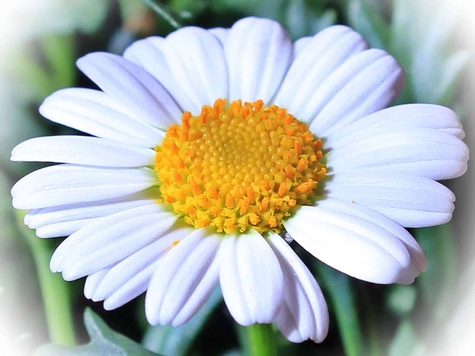 Canon EOS 550D (EOS Rebel T2i / EOS Kiss X4) sample photo. Photomontage, flower, summer, nature photography