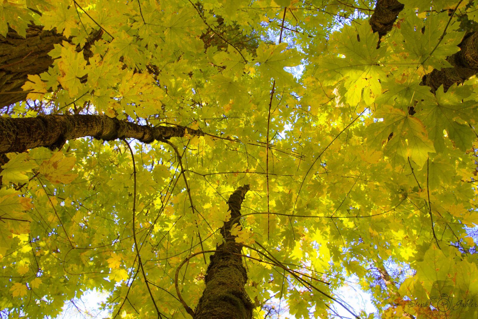 Nikon D7200 sample photo. Fall, leaves, tree photography