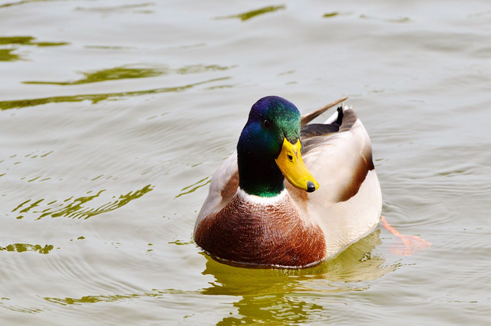 Nikon D3200 sample photo. Ducks, waterfowl, mallard photography