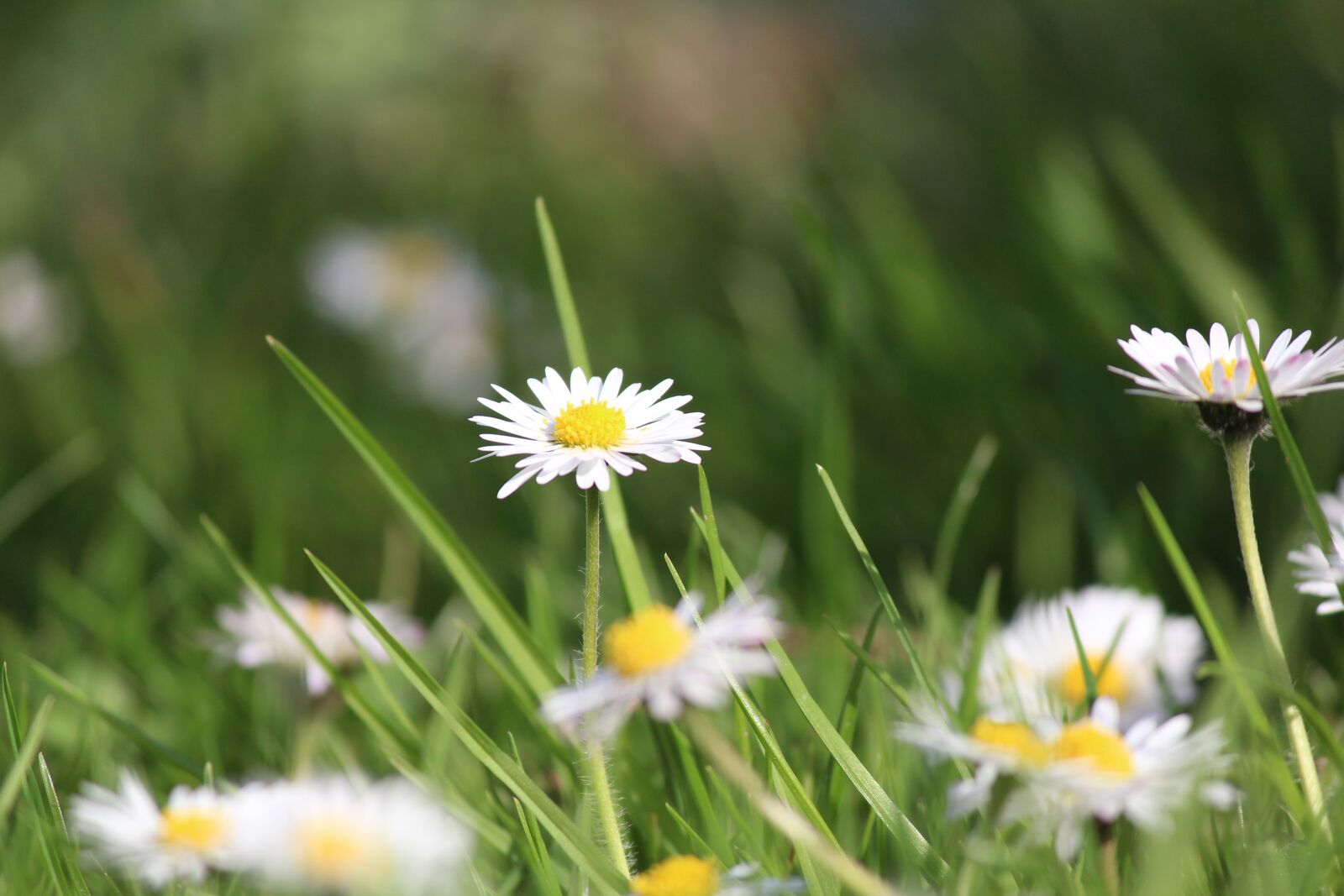 Canon EOS 600D (Rebel EOS T3i / EOS Kiss X5) sample photo. Spring, flowers, meadow photography