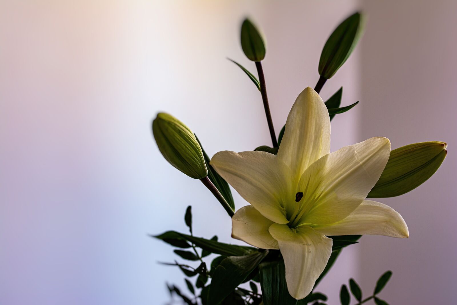 Nikon D7100 sample photo. Lily, flower, nature photography