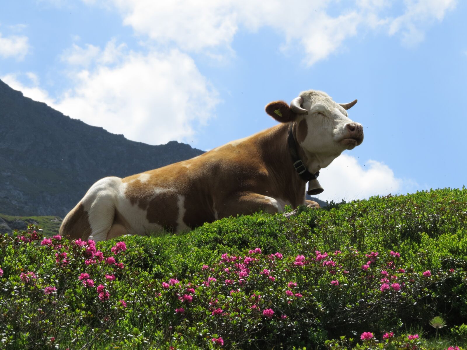 Canon PowerShot SX50 HS sample photo. Giglachsee, mountains, cow photography