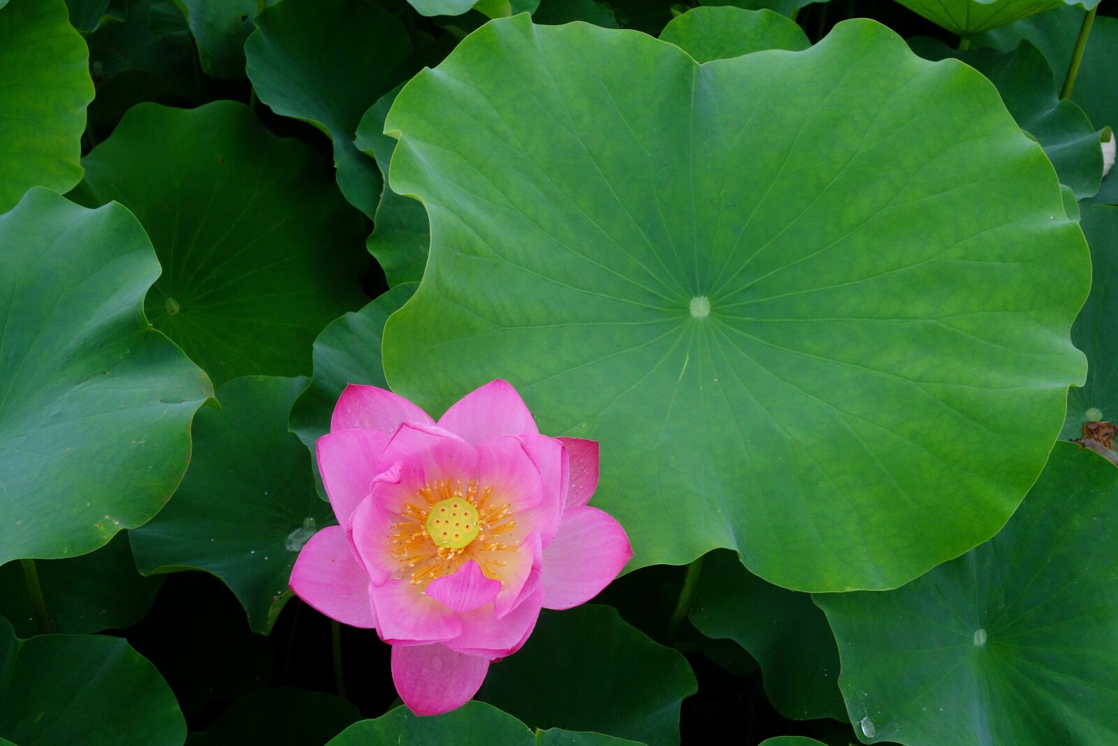 Sony Cyber-shot DSC-RX100 sample photo. Flowers, anapji, lotus photography