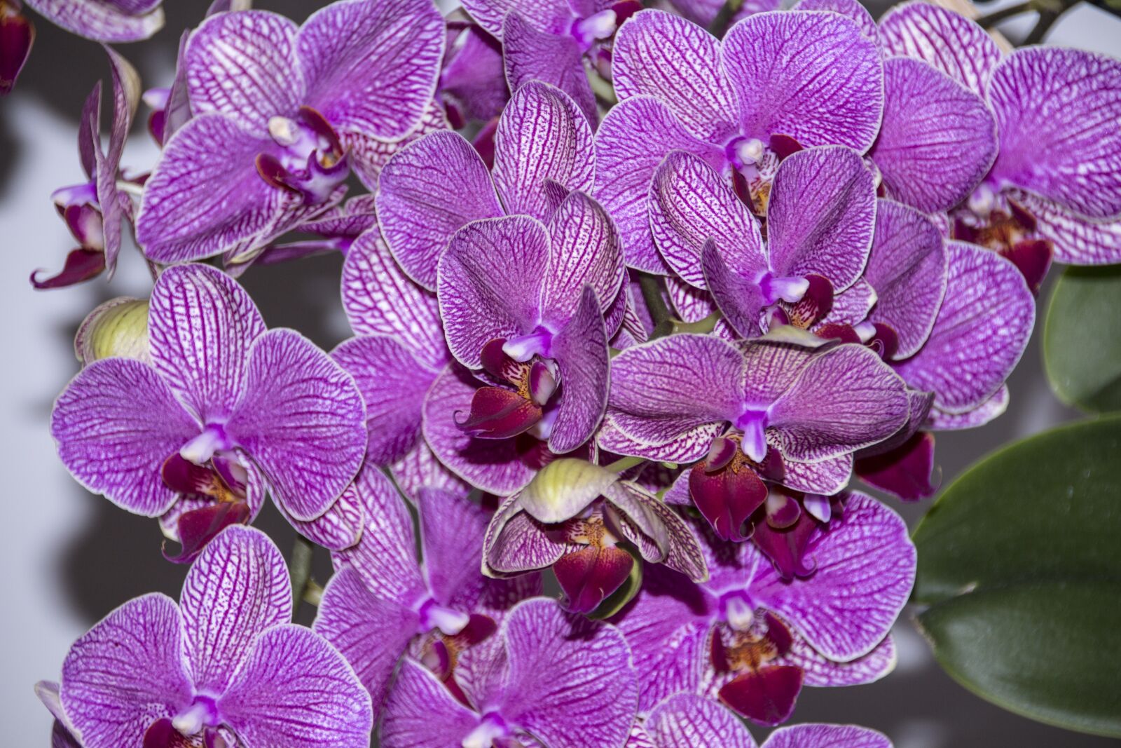 Canon EOS 700D (EOS Rebel T5i / EOS Kiss X7i) sample photo. Flowers, orchid, flower photography