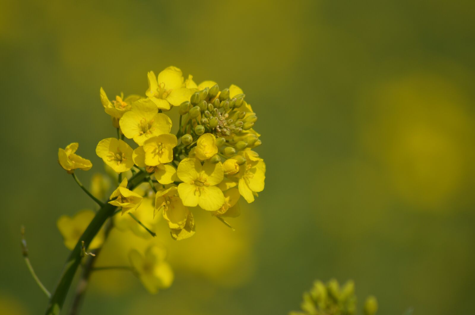 Nikon D5100 sample photo. Rapeseed, oil, flower photography