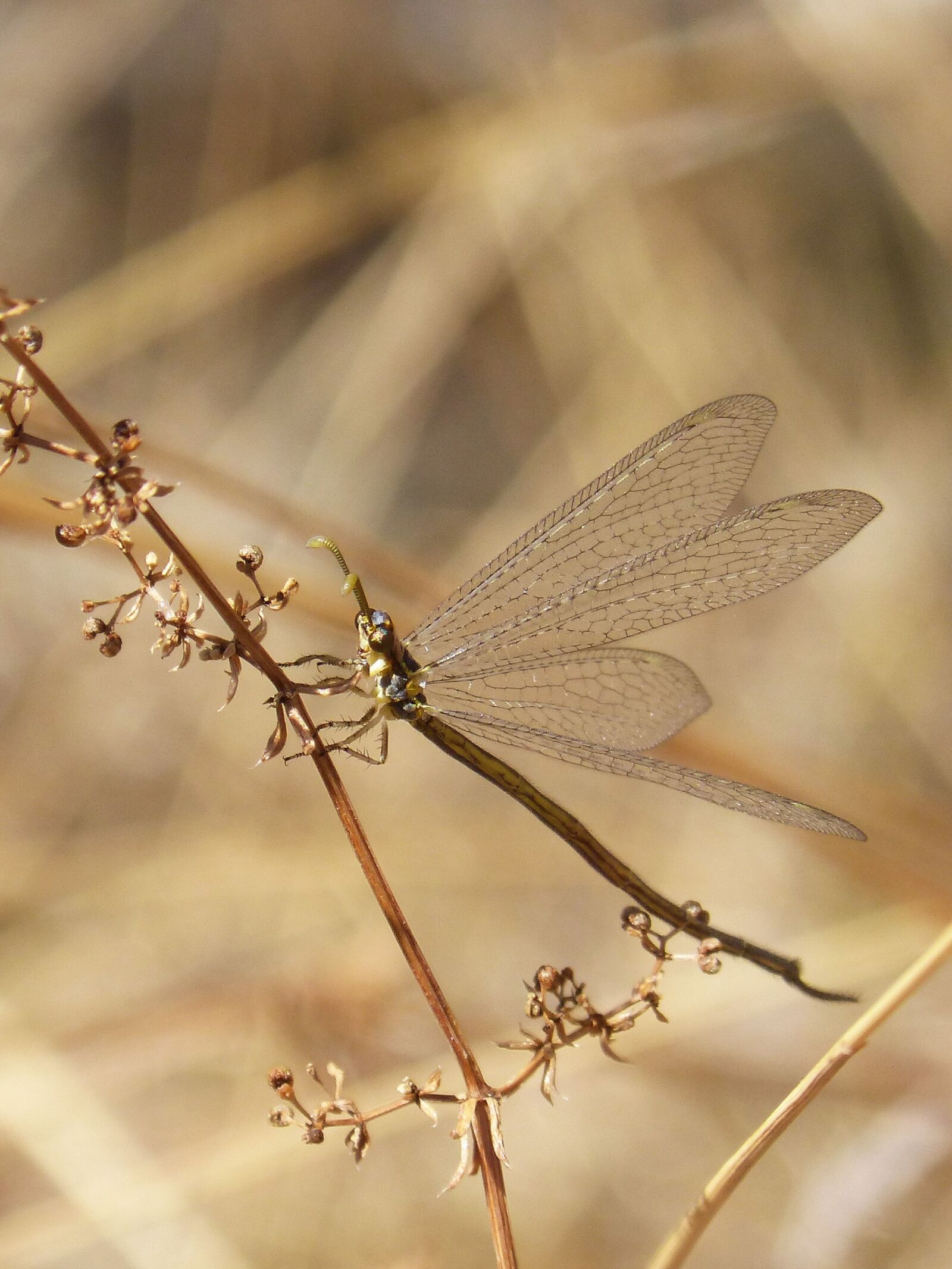 Panasonic DMC-FZ62 sample photo. Strange insect, winged insect photography