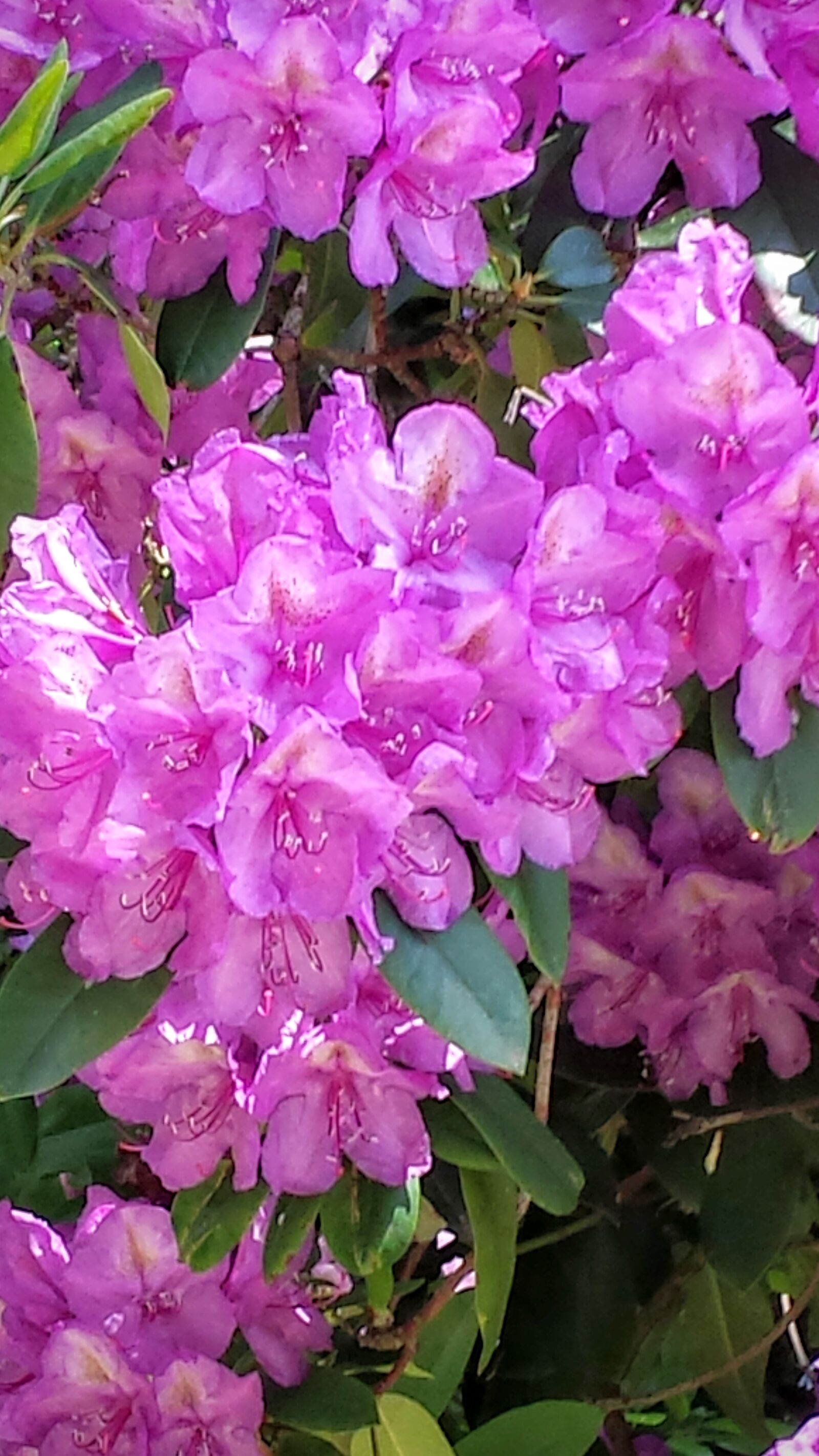 Samsung Galaxy S4 sample photo. Rhododenron, spring, k photography