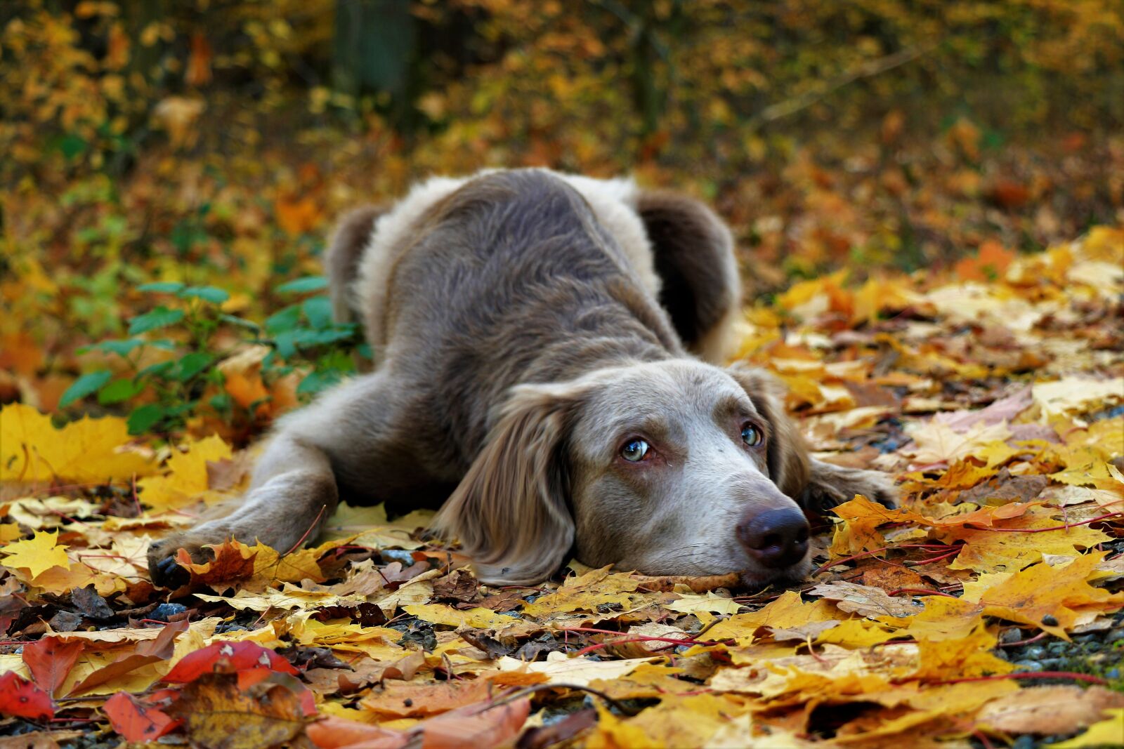 Canon EOS 7D Mark II sample photo. Weimaraner, forest, autumn photography
