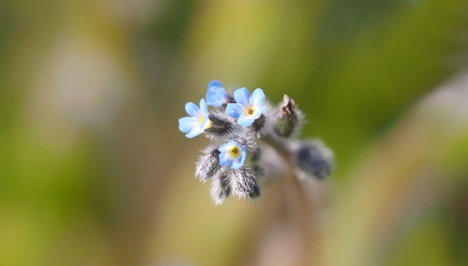 Olympus M.Zuiko Digital ED 60mm F2.8 Macro sample photo. Tiny flowers 2-3 mm photography