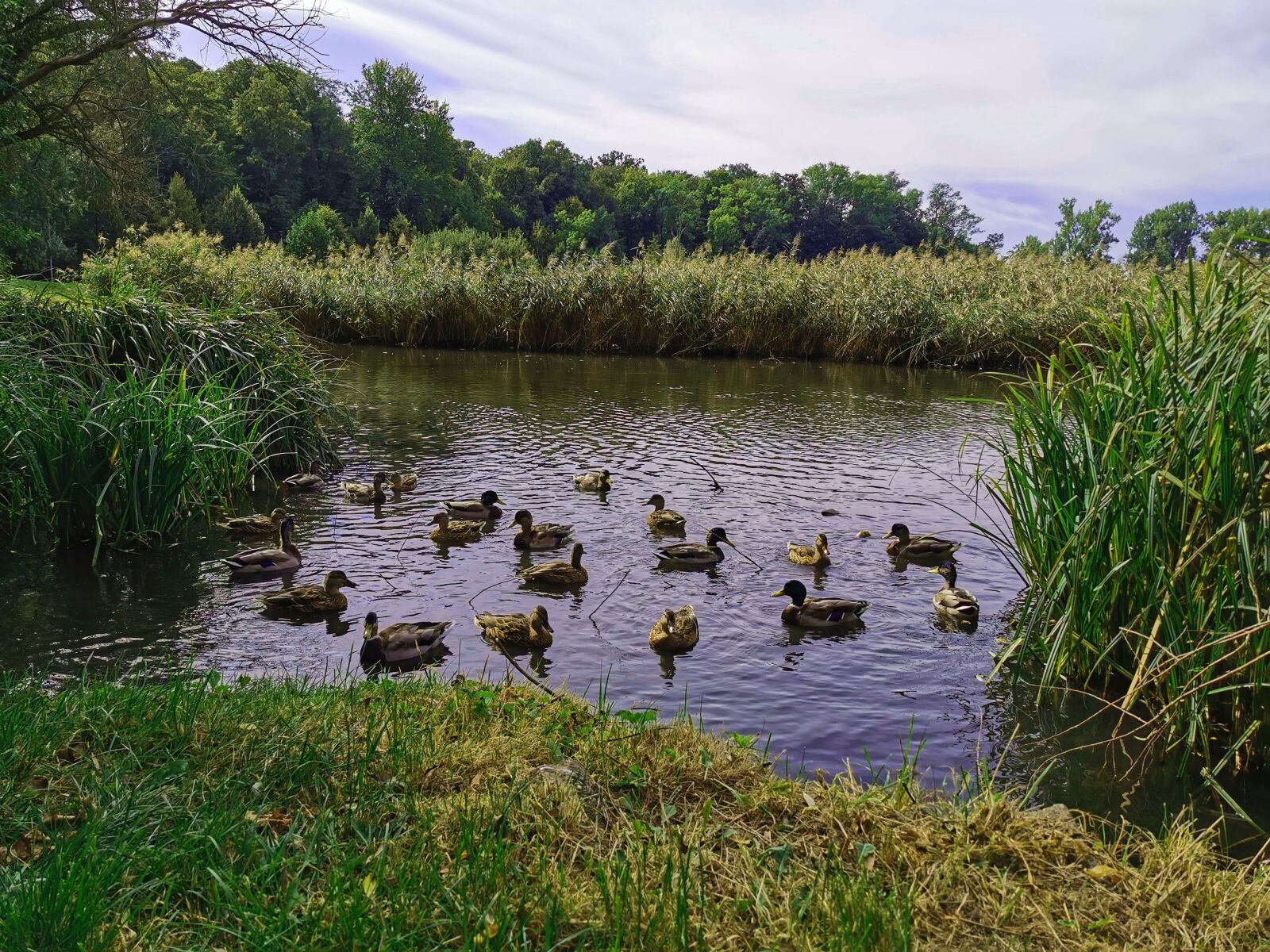 HUAWEI VOG-L29 sample photo. Nature, landscape, poland photography
