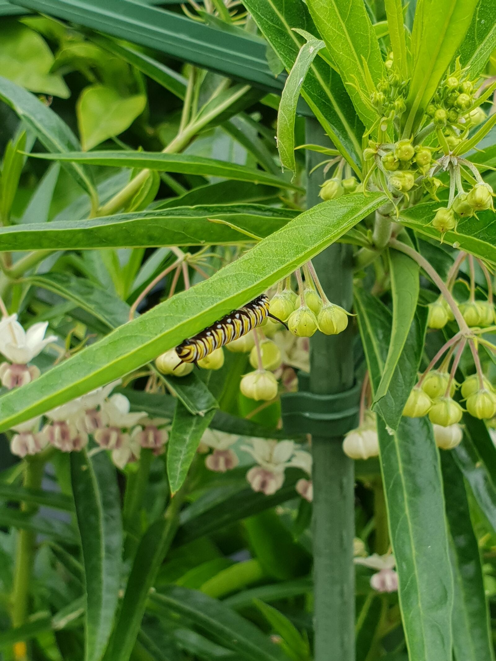 Samsung Galaxy S9 sample photo. Caterpillar, monarch, butterfly photography