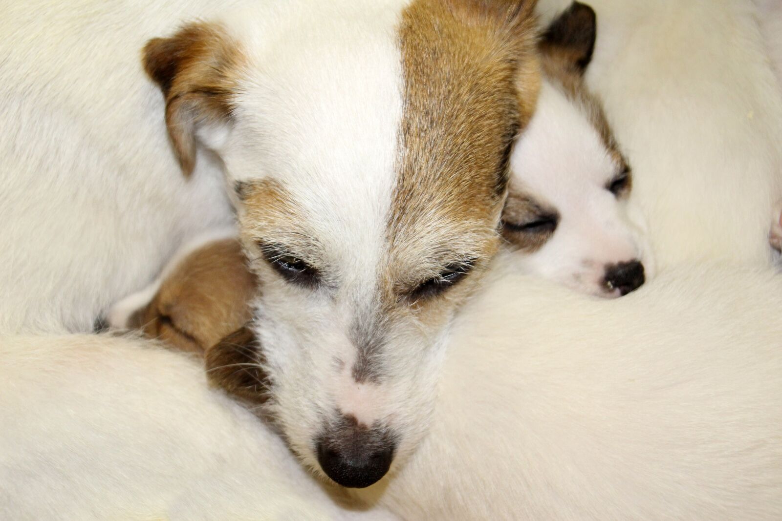 Canon EOS 100D (EOS Rebel SL1 / EOS Kiss X7) sample photo. Dog, puppy, pet photography