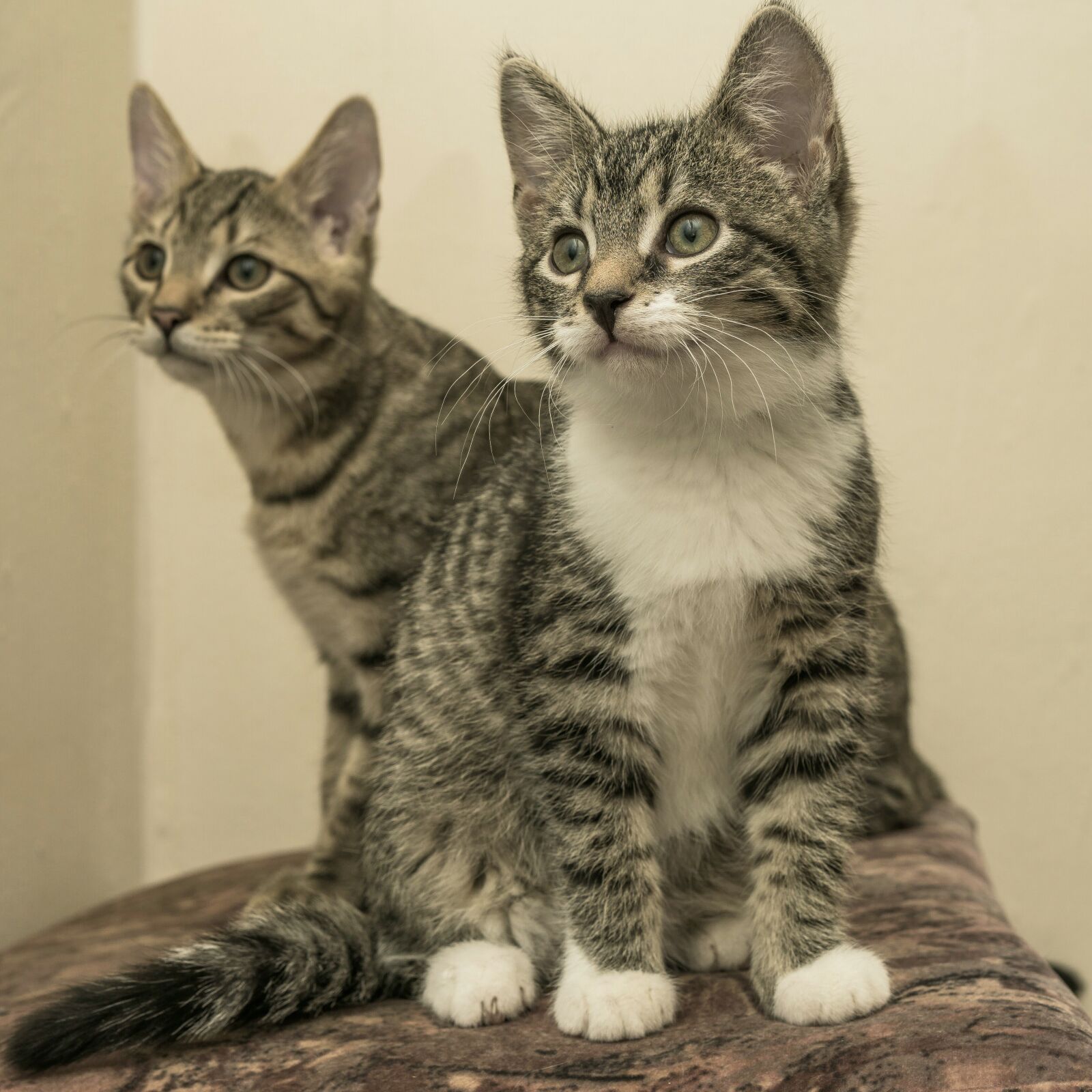 30mm F1.4 DC DN | Contemporary 016 sample photo. Cat, small, two photography